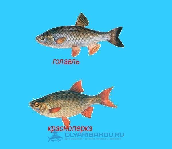 Рыба плотва (сорожка): описание, класс, питание, места обитания