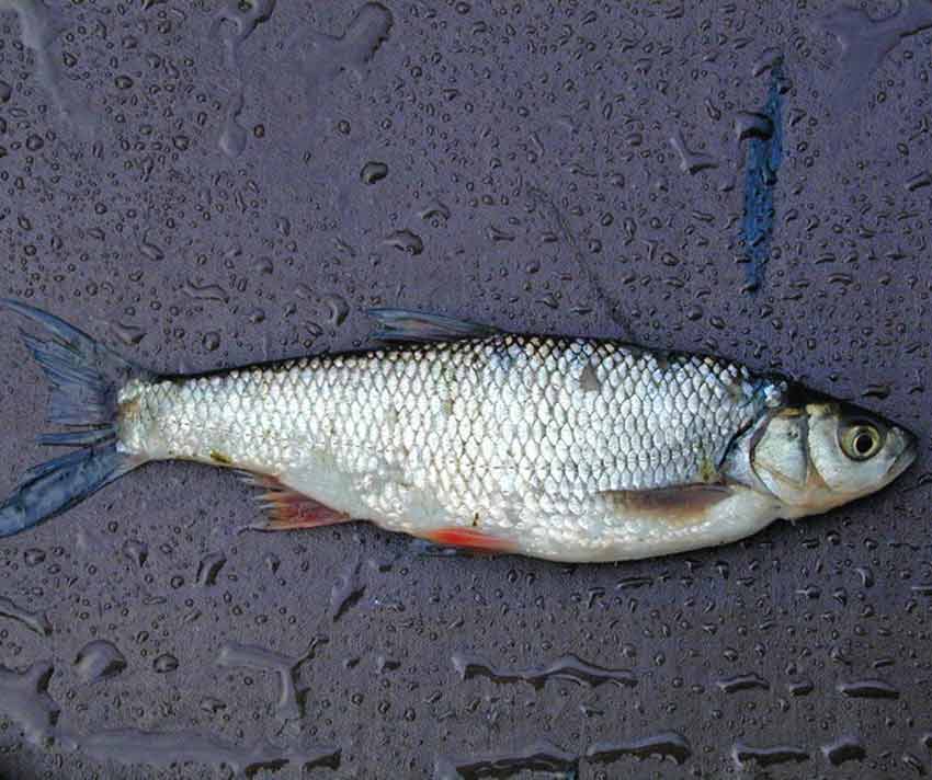 Белый амур: рыба костлявая или нет, вкусовые качества, полезные свойства карпа