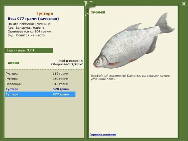 Густера рыба. образ жизни и среда обитания рыбы густера