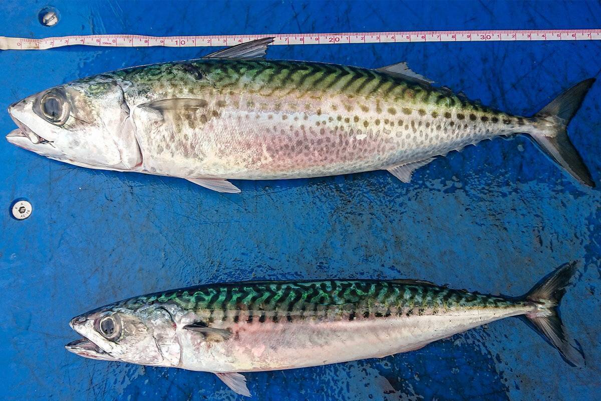 Рыба макрель: почему она так похожа на скумбрию и чем отличается