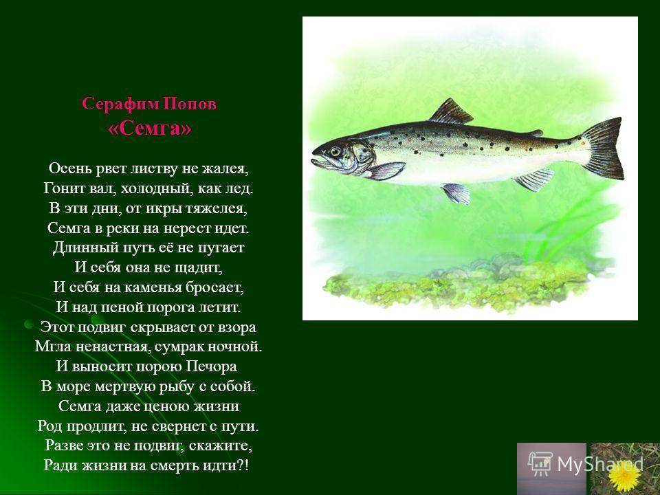 Рыба шамайка: фото и описание, поведение, нерест, занесена ли в красную книгу