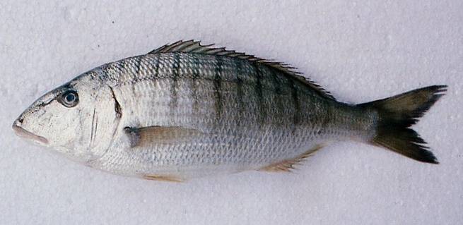 Как поймать рыбу сарган (garfish) - где и на что ловить эту рыбу в средиземном море | все о рыбалке в израиле