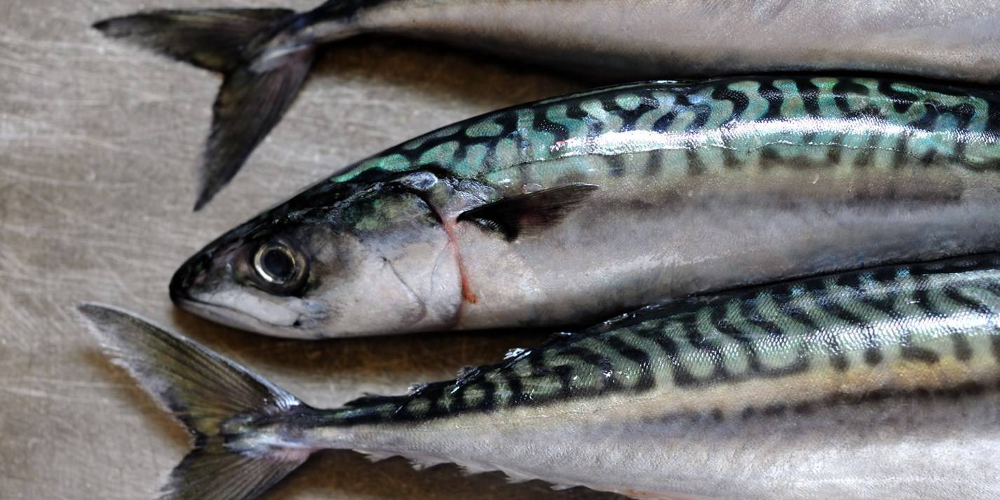Рыба скумбрия: описание, польза вред, она морская или речная