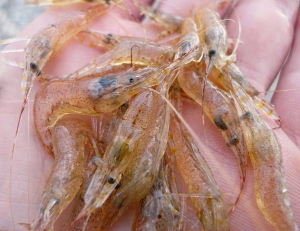 Креветка углохвостая. описание и особенности углохвостой креветки | животный мир