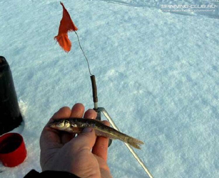 Ловля судака зимой на жерлицы: оснастка, наживки, техника и тактика зимней рыбалки