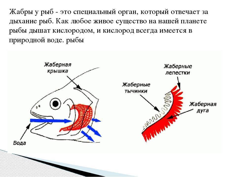 ✅ как рыбы дышат под водой? как дышат рыбы в воде. чем дышат рыбы в воде - elpaso-antibar.ru