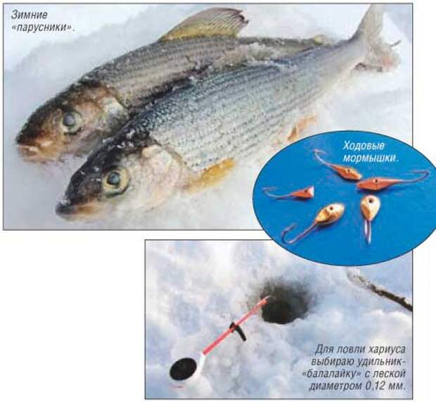 Рыбалка на хариуса зимой: (выбор места, снасти и способы ловли)