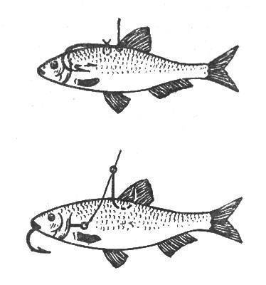 Зимняя рыбалка на щуку на жерлицы: секреты опытных рыбаков