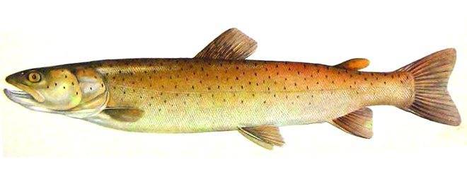 Лососевые рыбы названия с фото, особенности видов