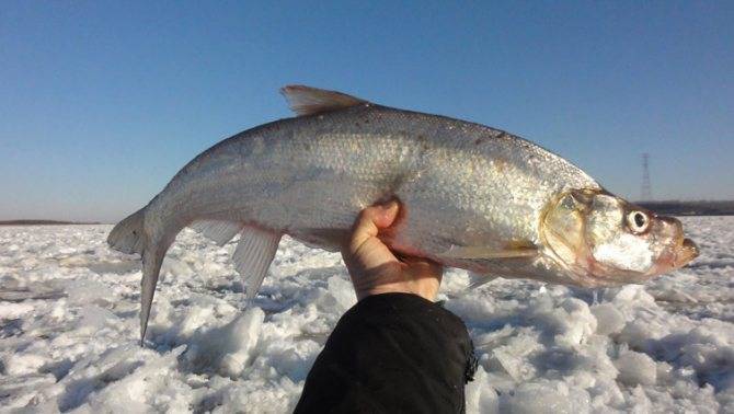 Рыбалка на красноярском море — рыбные места, снасти, приманки