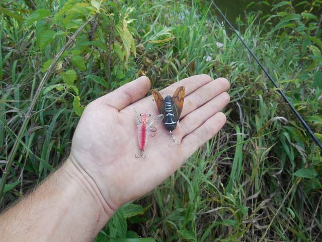Ловля голавля на майского жука | советы рыбакам