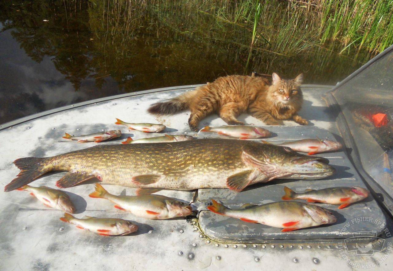 Рыбалка на озере сенеж (сенежское). рыболовный форум, отчеты