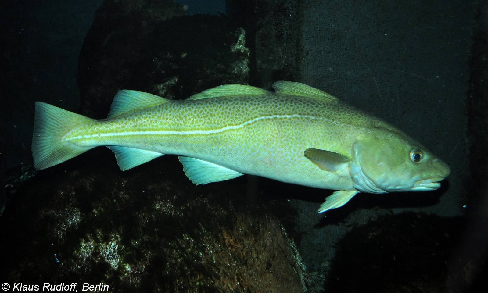 Рыба «Треска атлантическая» фото и описание
