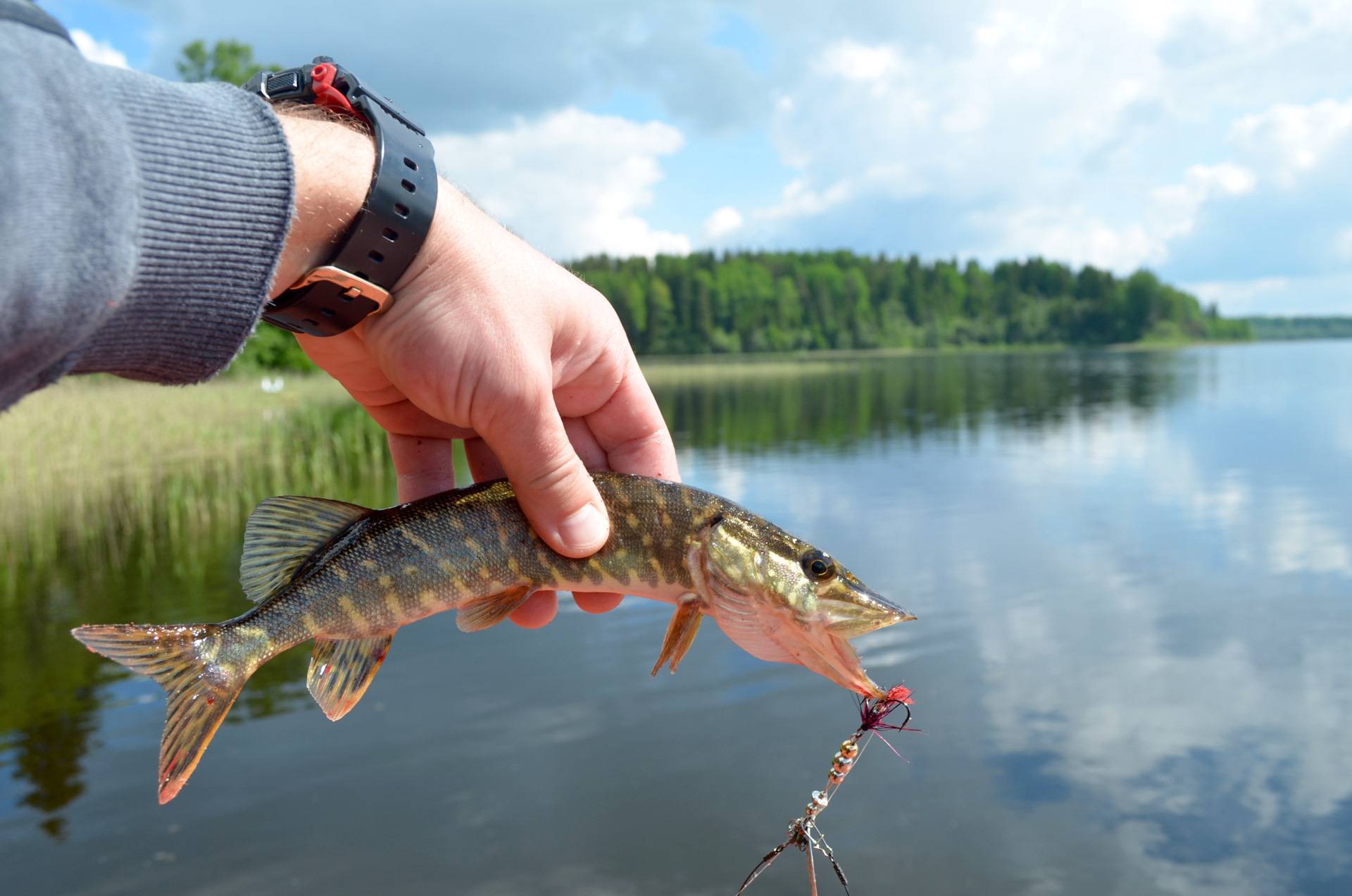Рыбалка на финском заливе