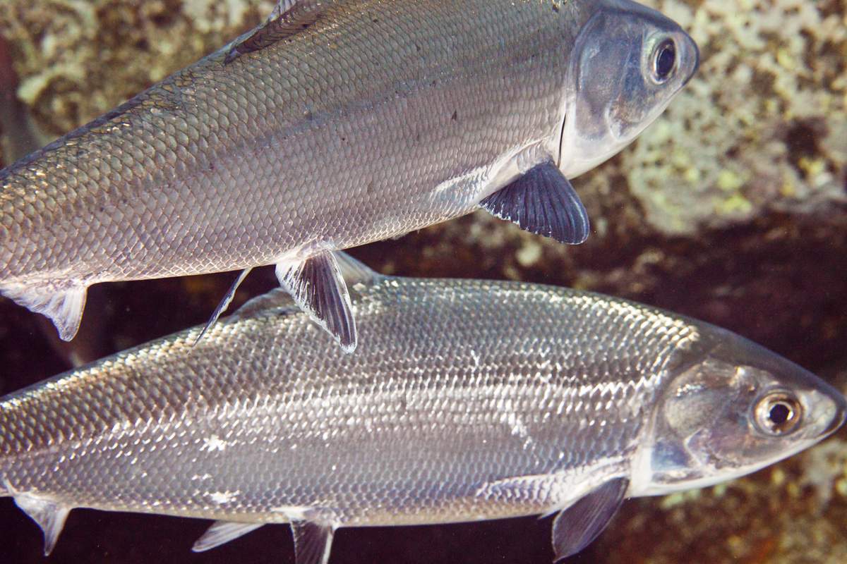 Рыба «Каменный окунь-ханос» фото и описание