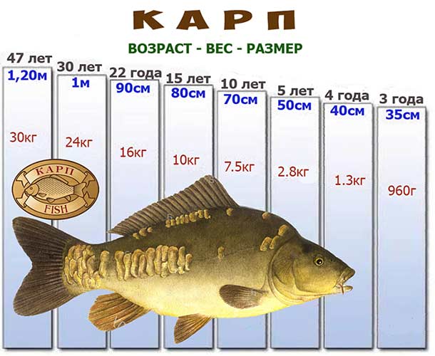 Рыба карась — описание, сколько живет, как выглядит, особенности .