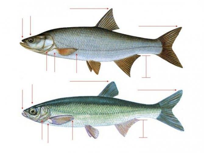 Рыба елец: описание и рыбалка