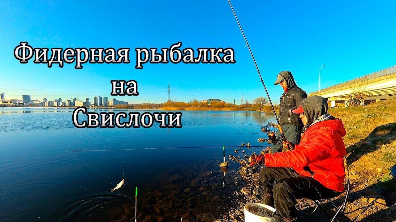 Ловля плотвы на фидер (пикер):монтаж снасти, подбор прикормки и насадки, тактика ловли
