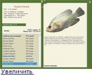 Альбула: фотографии, описание и способы рыбалки на альбулу