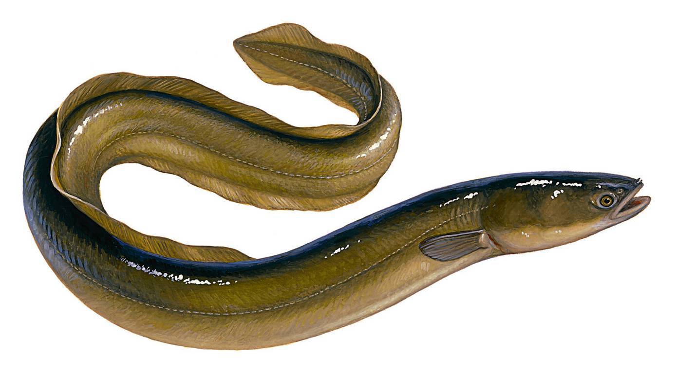 Загадочная рыба змея — угорь: где обитает и на что ловят. ангулас — малёк угря