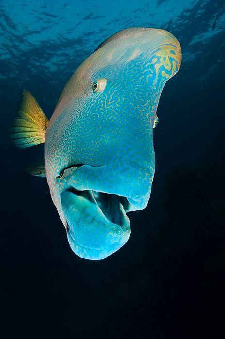 Красивая и полезная рыбка для морского аквариума - губан