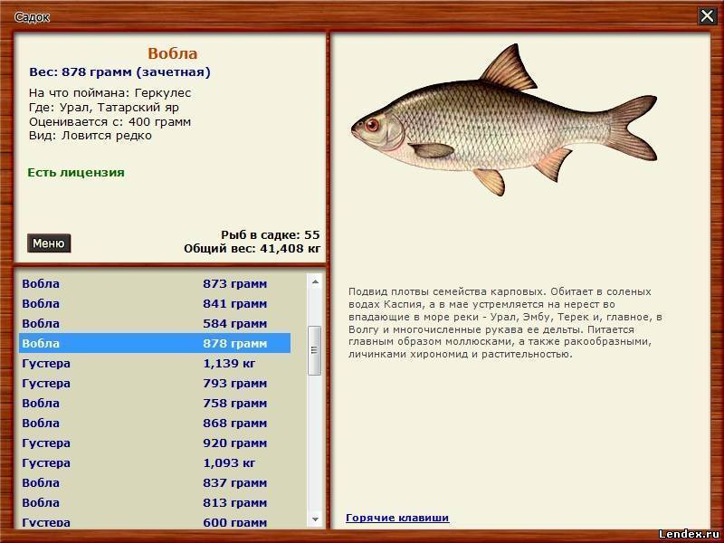 Рыба чебак: фото и описание сибирской плотвы, особенности ловли