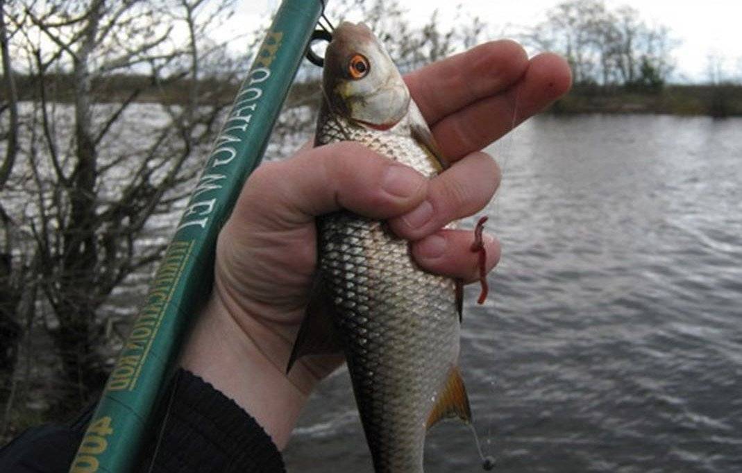 Рыбалка весной в мутной воде на речке: особенности и секреты ловли