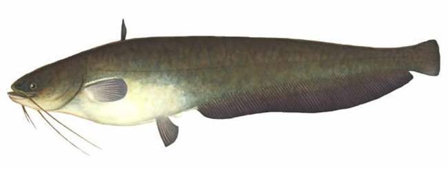 Рыба «Сом амурский» фото и описание