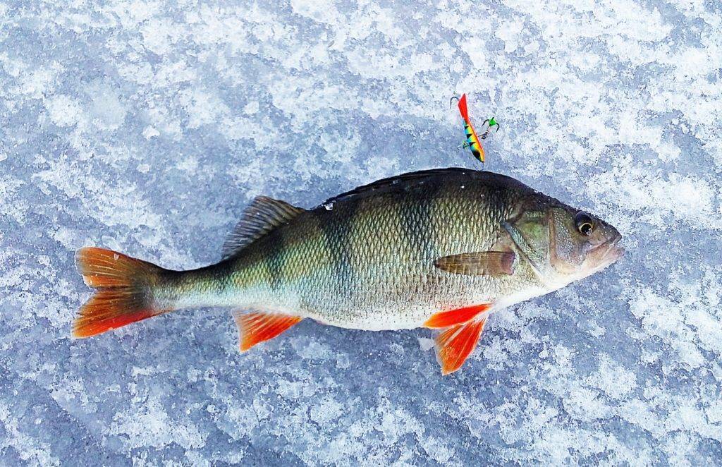 Рыбалка на окуня по первому льду – техника и советы