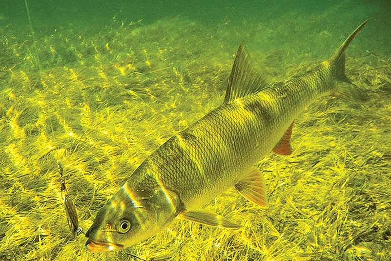 Рыба жерех. описание, особенности и среда обитания жереха