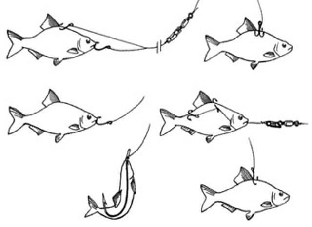 Способы ловли форели: разновидности снастей и приманок - читайте на сatcher.fish