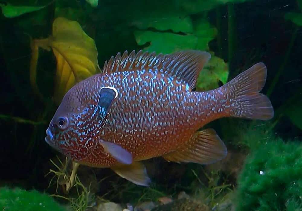 Радужный или солнечный окунь: рыбалка и фото, можно ли есть, рекомендации по содержанию в аквариуме