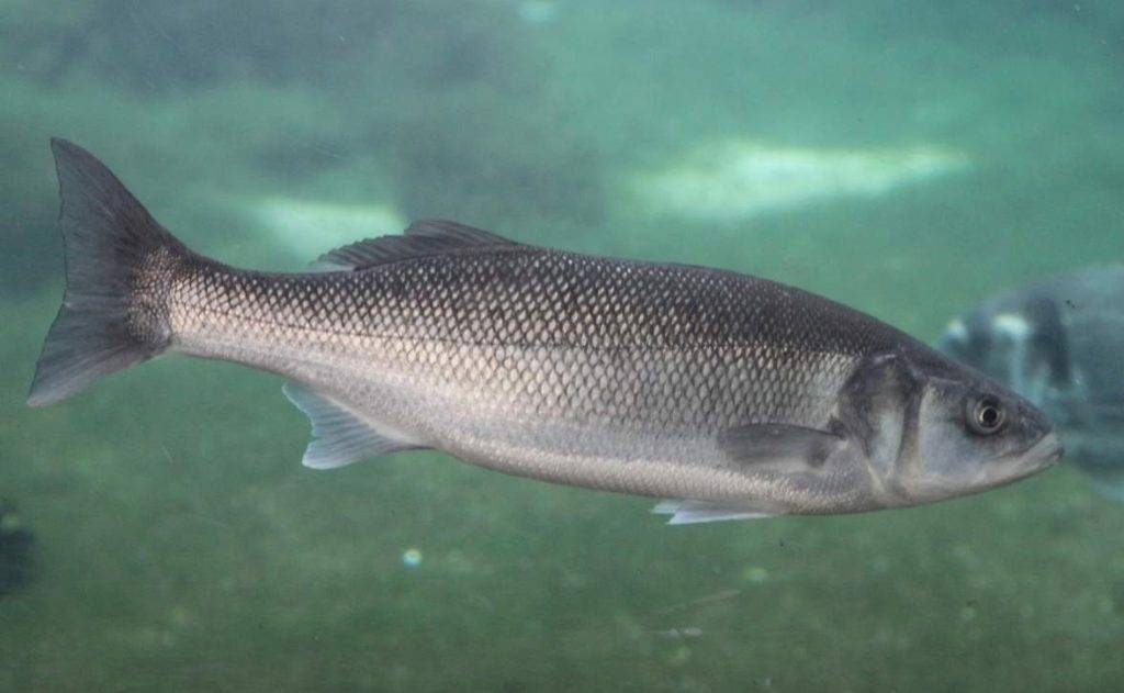 Рыба «Лаврак» фото и описание