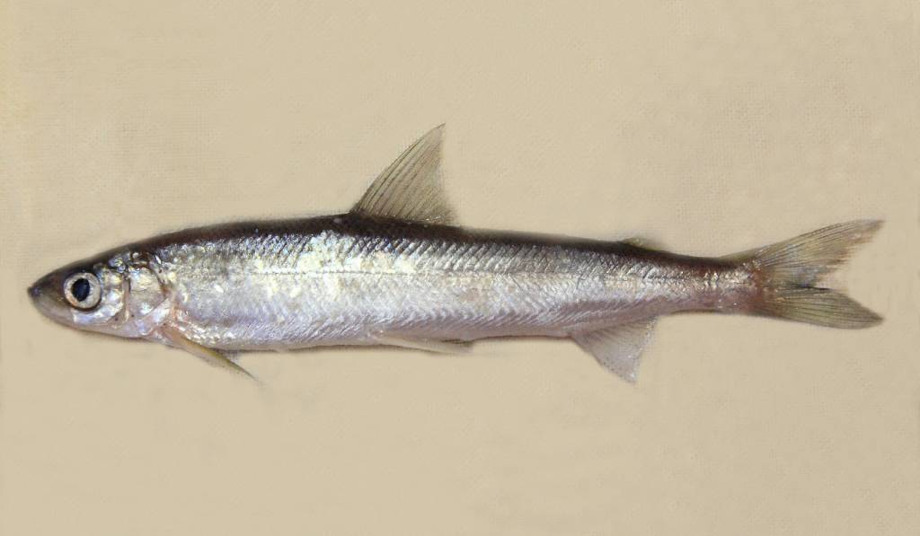 Рыба ряпушка: фото, где водится, виды (европейская и сибирская), особенности ловли