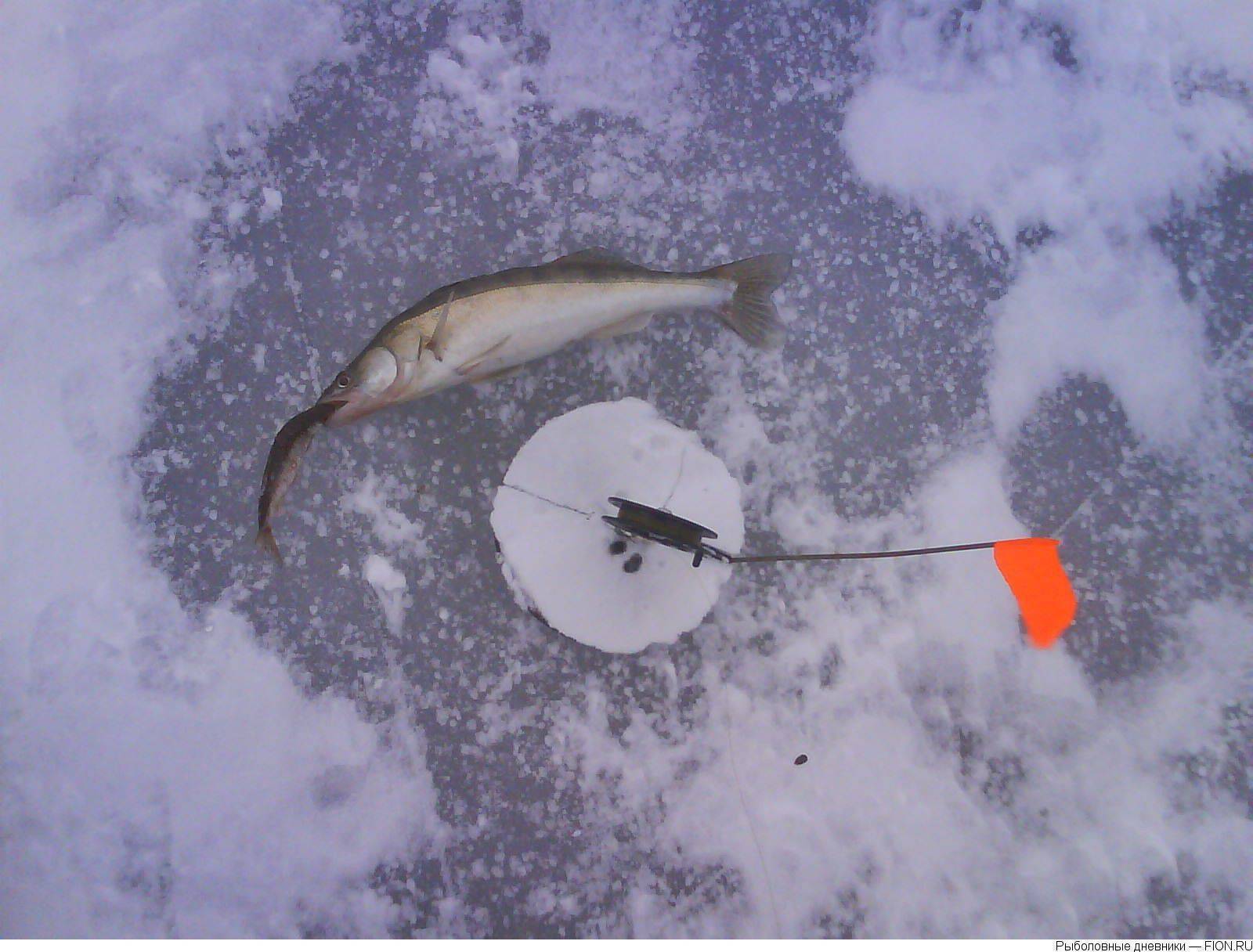Ловля судака зимой на жерлицы -особенности и техника рыбалки