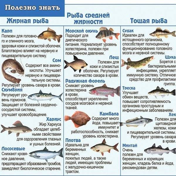 Масляная рыба: что это за рыба, описание, где водится, польза