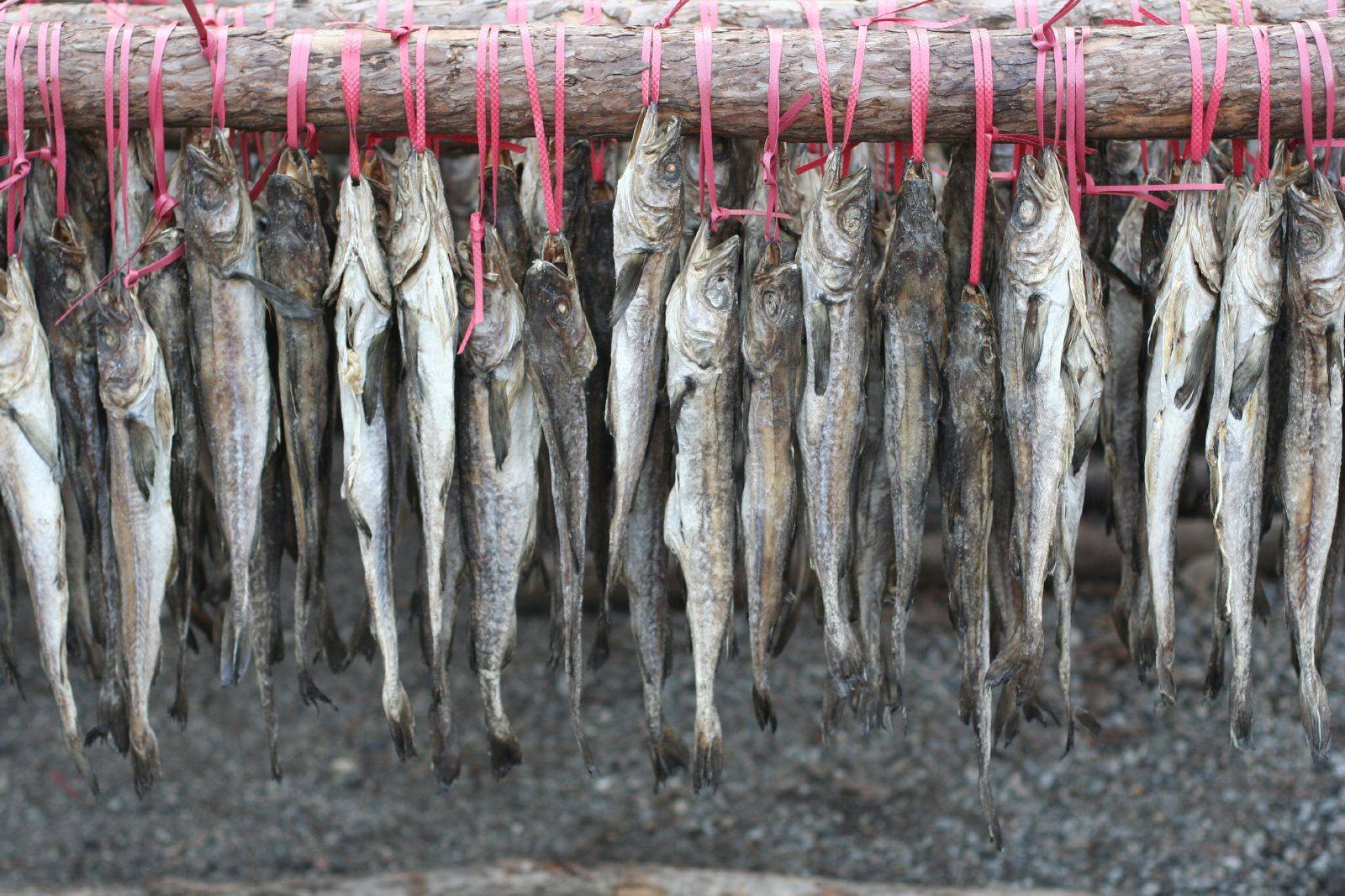 Как правильно вялить и сушить рыбу в домашних условиях: советы рыбаков, которые помогут не допустить ошибок