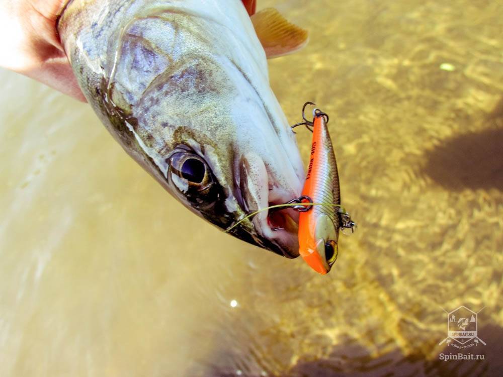 Рыбалка на тайменя – снасти и приманки