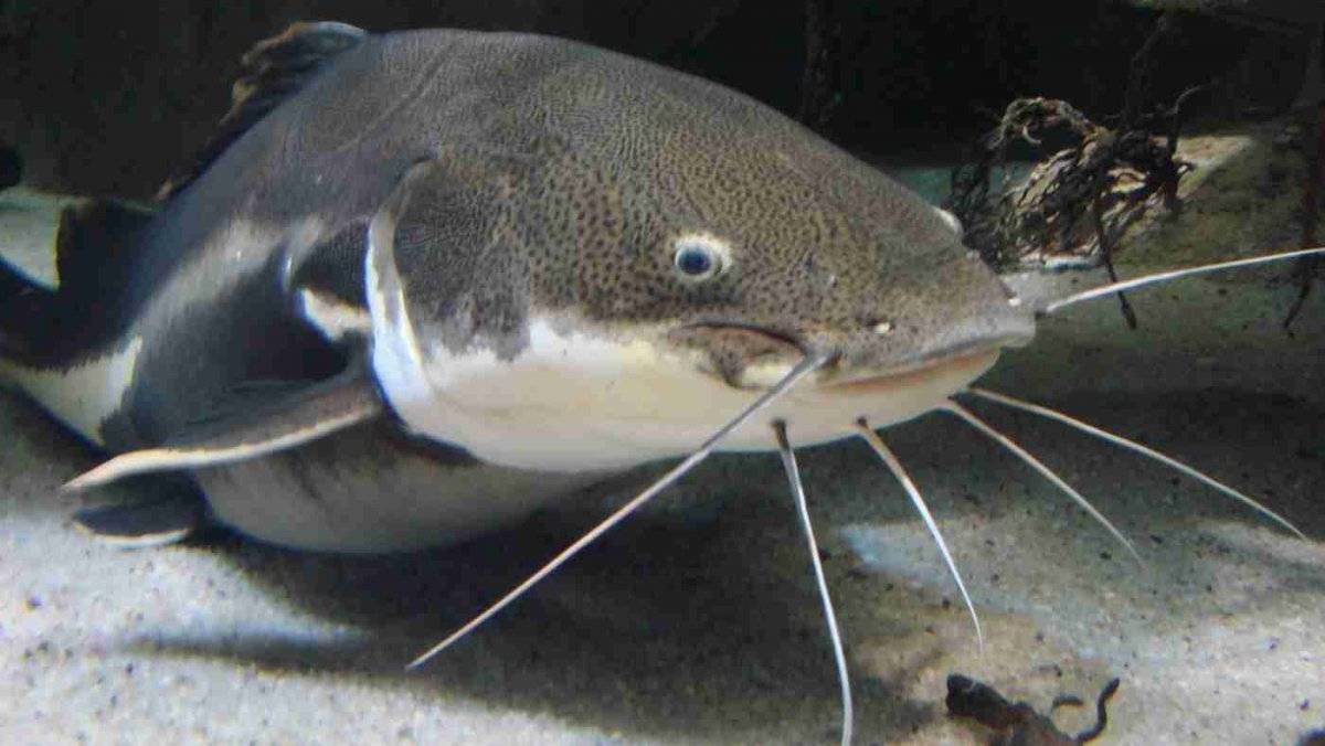Аквариумная рыбка сомик, чем питается и как содержать, как размножается и как отличить самца от самки. виды и возможные болезни