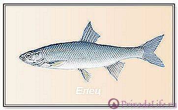 Рыба елец: фото и описание, на что клюет, особенности рыбалки