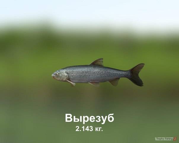 ✅ рыба вырезуб: фото и описание, где водится, рыбалка на вырезуба - fishyarm.ru