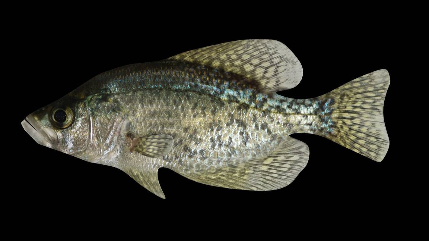 Рыбы черного моря - обзор промысловых и редких рыб. 145 фото и видео описание основных видов