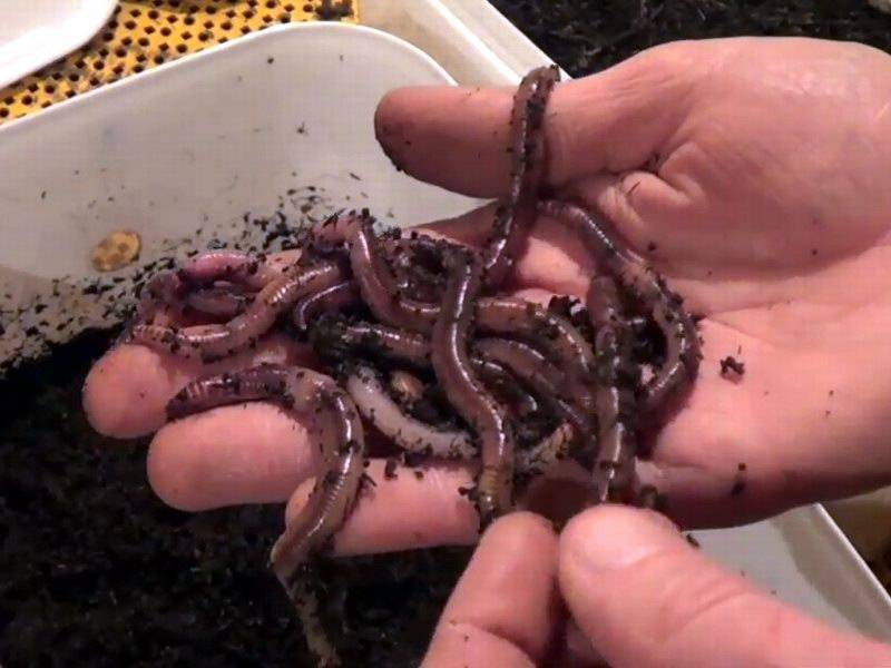 Разведение червей в домашних условиях для рыбалки: как разводить, чем подкармливать при выращивании