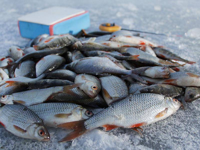 Рыбалка в глухозимье - где и какую рыбу ловить?