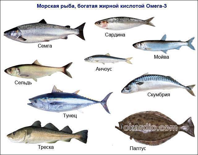 Полный список морской рыбы