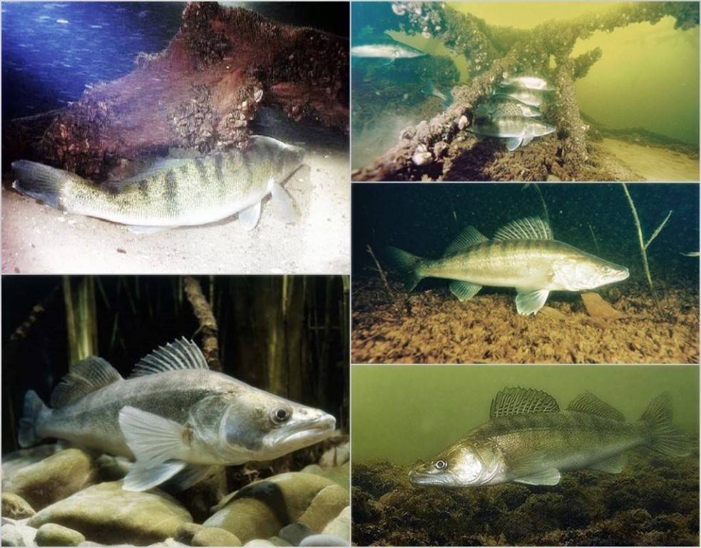 Рыба судак: описание, фото, образ жизни, ловля, разведение и выращивание
