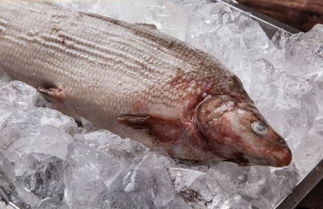 Рыба муксун: фото и описание, рецепты приготовления, польза и вред