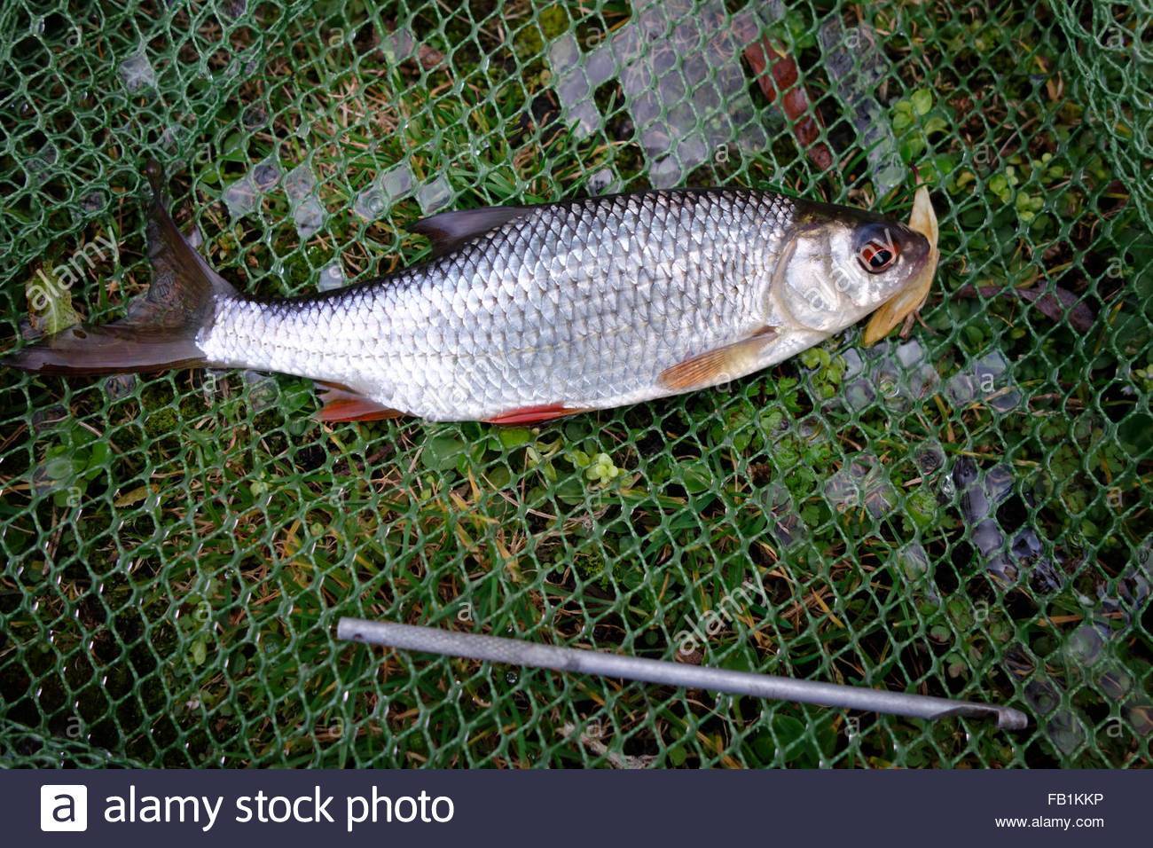 Рыба плотва (сорога): где живет, на что ловится