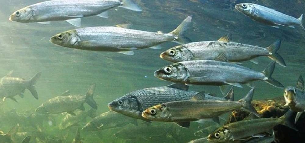 Омуль: где водится рыба, чем питается и как нерестится