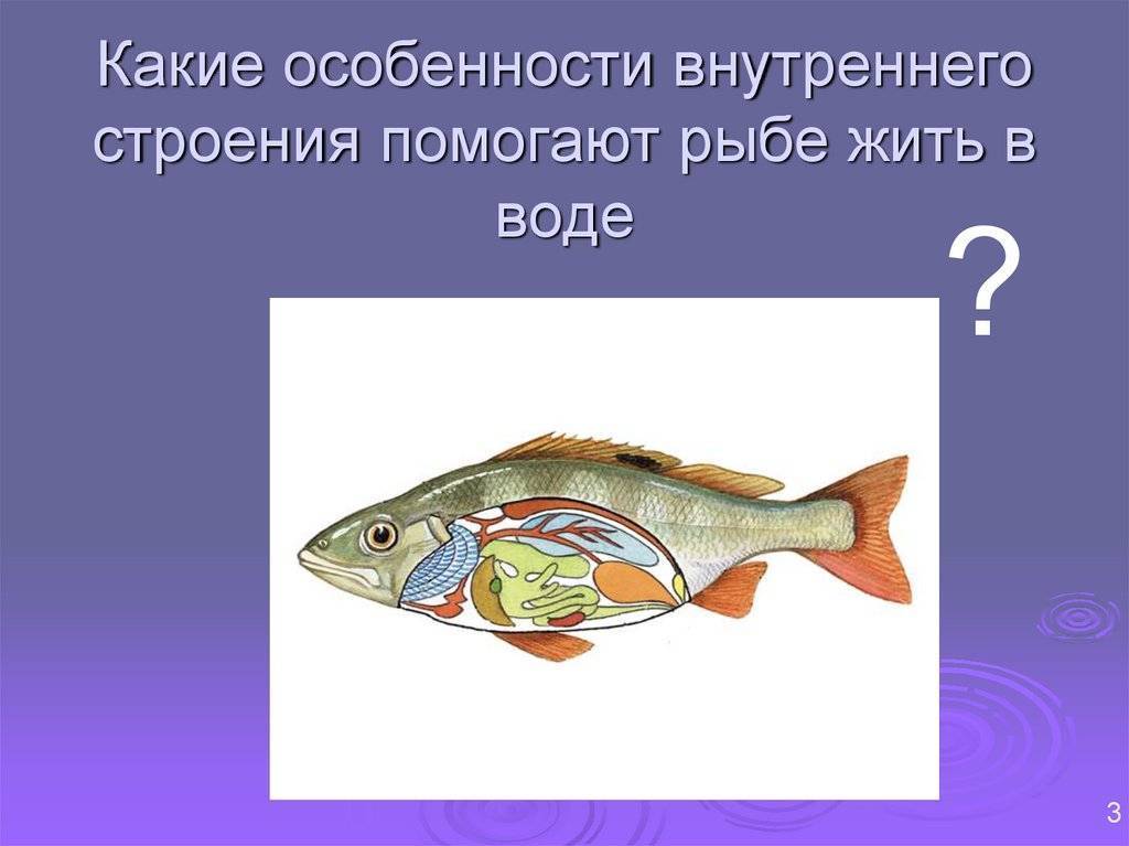 Рыбка у которой память 3 секунды название. есть ли память у рыб